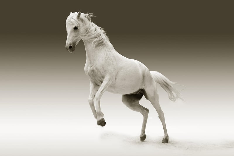 Medieval Horse